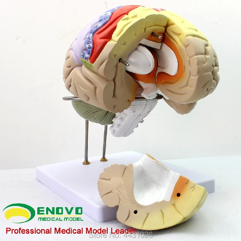 ENOVO Medical human. Модель обучения мозговой коре соматической моторной