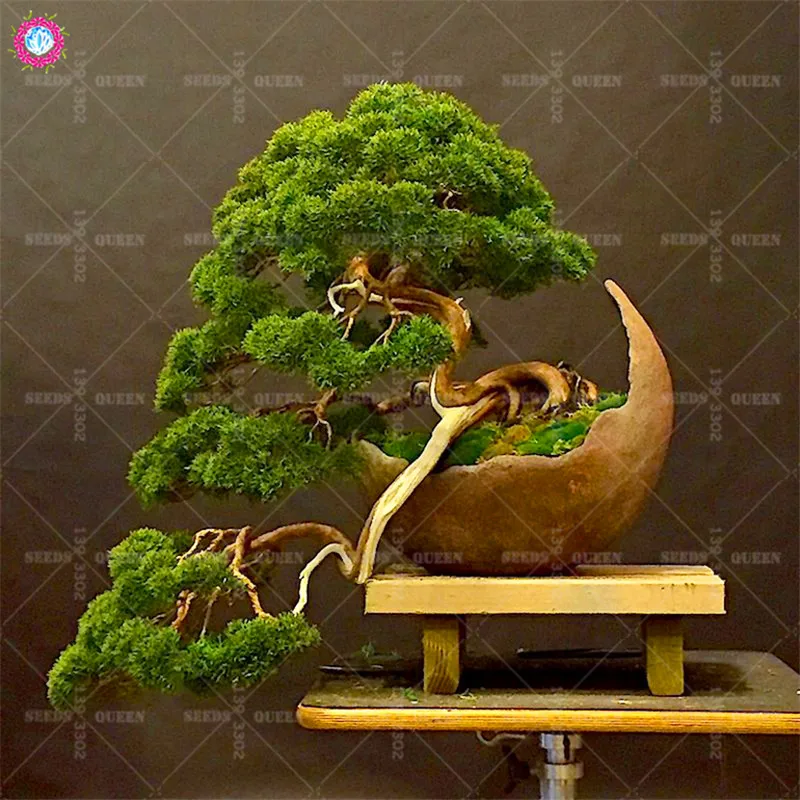 

20pcs Japanese Black Pine Natural Indoor Bonsai Tree Wooden Perennial Plants For Home Garden Decor Best Packaging