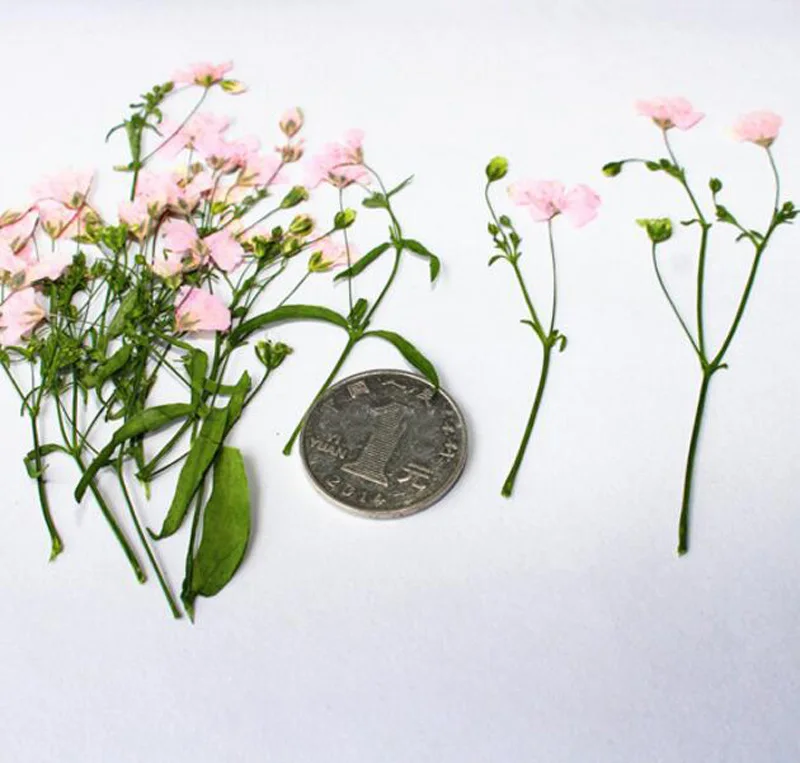 120 шт. прессованные сушеные линиевые цветы для Gypsophila с растениями из стебля