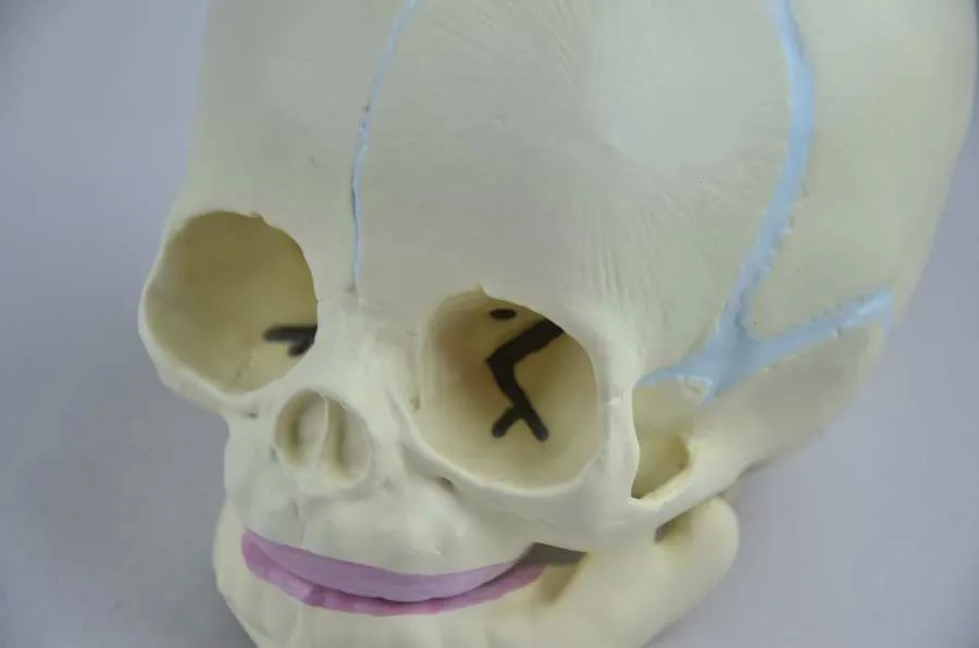 1:1 человека плода младенческой спецодежда медицинская анатомическая модель черепа для книги по искусству эскиз Высокая Име