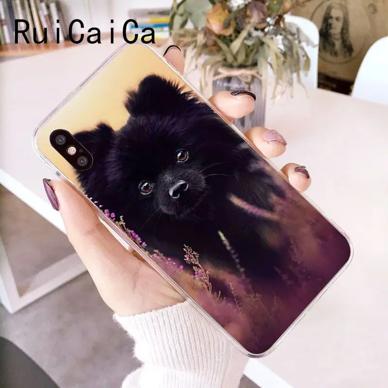 Pomeranian dogs dog