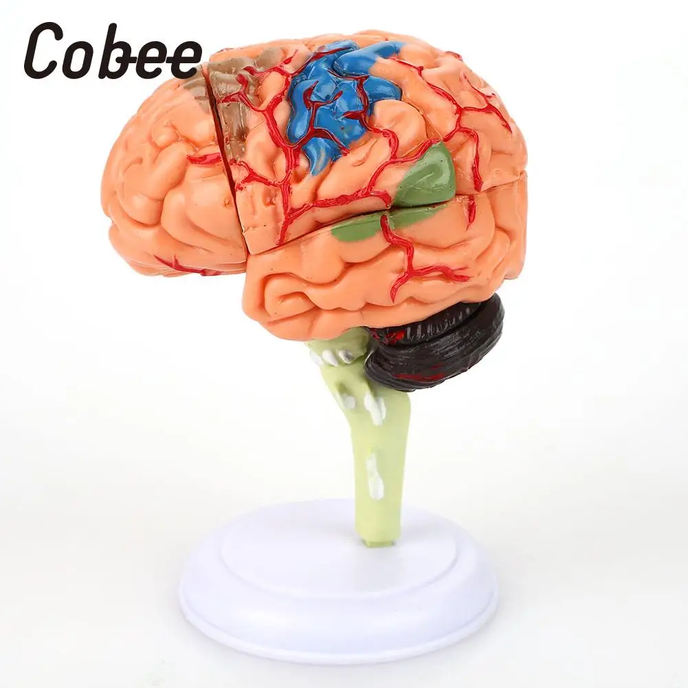  School Educational Model Medical Teaching Model Brain Anatomy Model 4D Detachable Visual Scientific - 32903818143