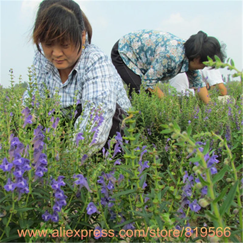 Rea Chinese Scutellaria Seeds Herbs Skullcap Tes Bonsai Rea Chinese Scutellaria Seeds Herbs Skullcap Tes Bonsai Huangcen Garden Tree Outdoor Herb In From Home On Aliexpress Alibaba