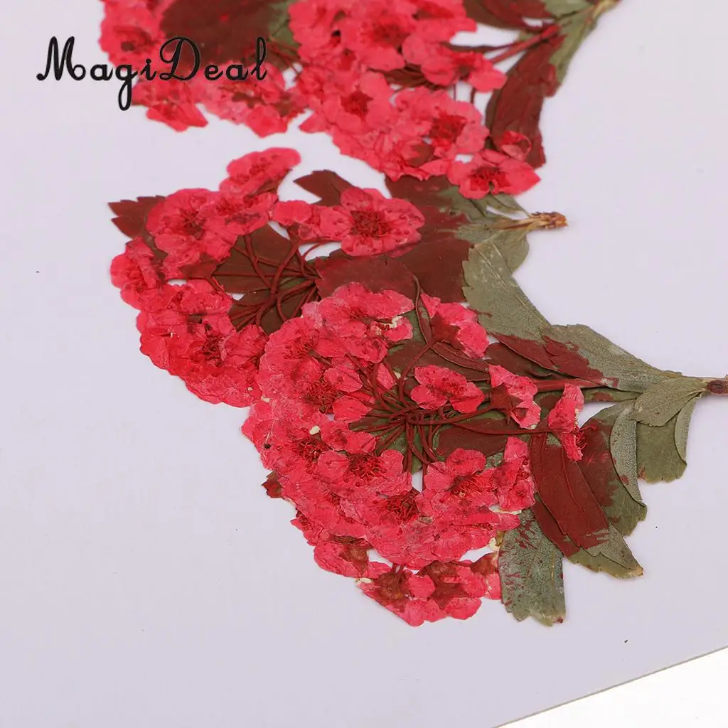 10pcs Red Flower Natural Real Pressed Dried Flower for Jewelry Making Handmade DIY Resin Ornament Crafts
