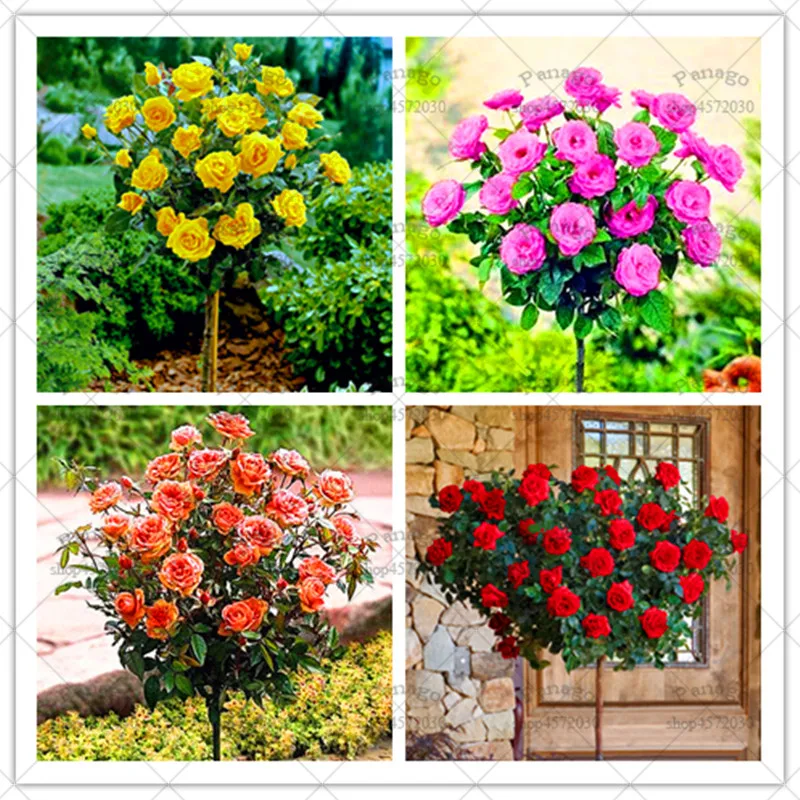 10pcs Rose Tree Bonsai Flower Gorgeous Bright-colored Planting Potted for DIY Home Garden Balcony Yard Flower Plants 10pcs Rose Tree Bonsai Flower Gorgeous Bright-colored Planting Potted for DIY Home Garden Balcony Yard Flower Plants