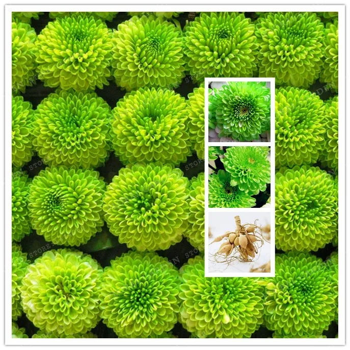 Buy True Green Dahlia Bulbs Flower,(Not Dahlia Seeds