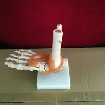 

Foot joint with ligaments skeleton model human skeleton model sole skeleton model
