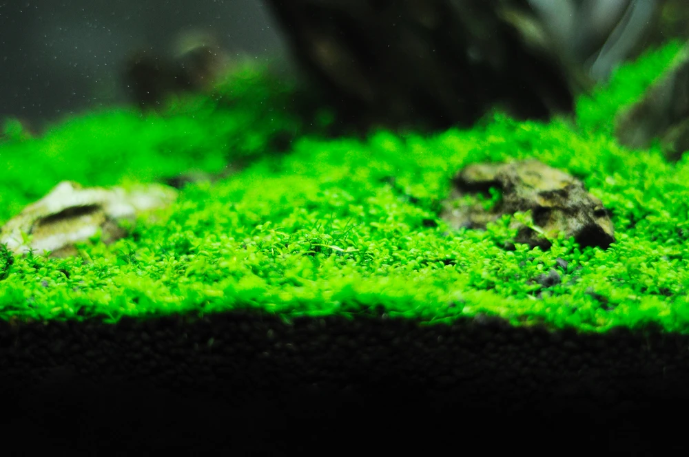 8499214_8499214_1312076919580