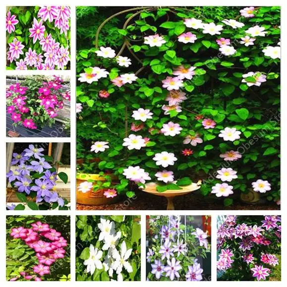 

2019 awesome! 100 flowers / climbing clematis perennial bonsai bag, garden bonsai flower beautiful botanical free shipping