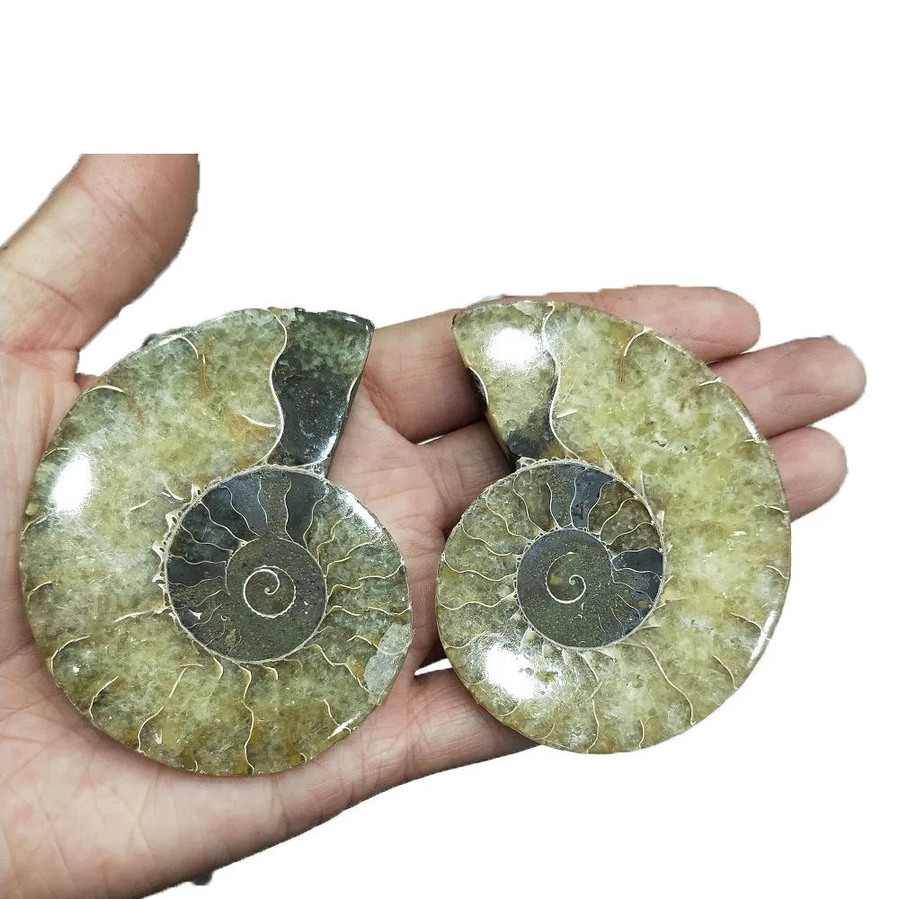 

Natural Ammonite Fossil Specimen Shell Conch Quartz Mineral Stone Fish Tank Landscape Sea Snail Home Decoration