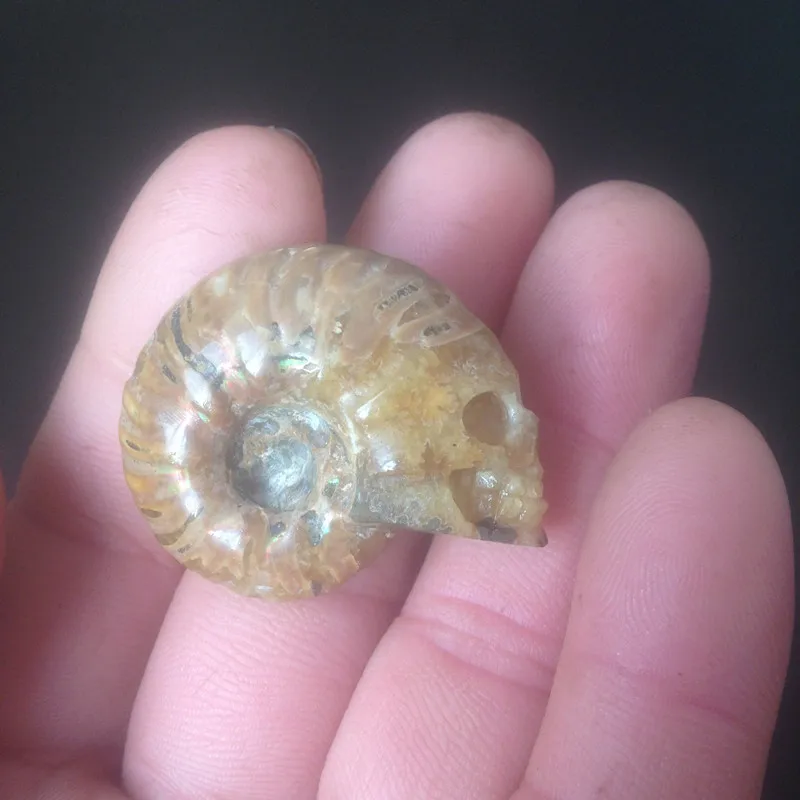 

19 g carved skulls healing natural snail fossils