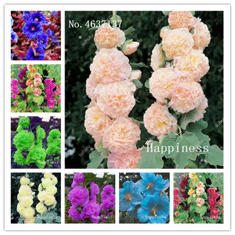 

Sale! 200 Pcs/Pack Rare Japanese Double Hollyhock Flower Plant 100% True Flores Potted Bonsai Diy Home Garden Althaea Rosea