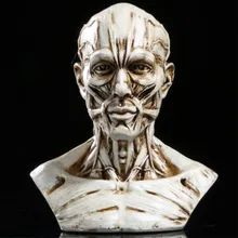 Art Sketch Human Muscle Skeleton Head Model Skull Anatomy Bust Model Home Decoration Accessories Halloween Gift Art Sketch Human Muscle Skeleton Head Model Skull Anatomy Bust Model Home Decoration Accessories Halloween Gift