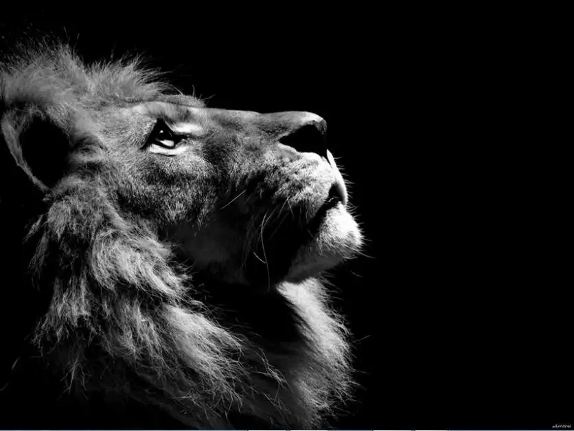 5 Panel Wall Art Lion Painting Canvas Picture Modern Awesome Lion Wall Art 73 For Home Decoration Interior Design Styles With