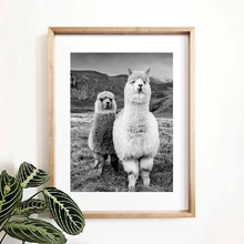 Alpaca Poster Canvas Art Painting Animal Prints Wall Art Nursery Decorative Picture Llama Black and White Wall Kids Room Decor