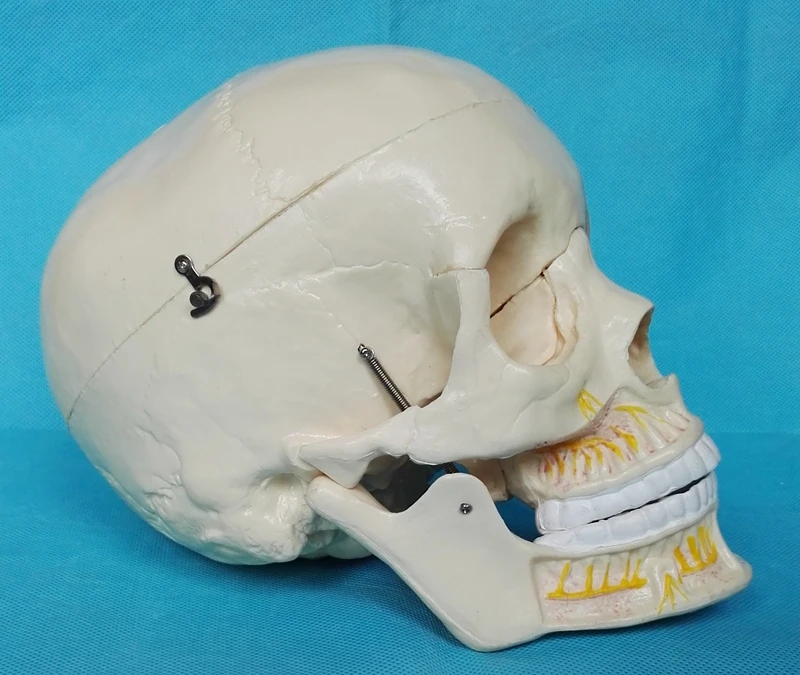 1:1 ЖИЗНЬ Размеры модель человеческого черепа глава скелет модель человеческого череп для изучения анатомии Анатомия мозга модель обучение