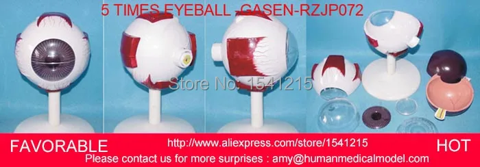 

THE EYEBALL WITH ORBITAL EYE ENLARGEMENT MODEL ANATOMICAL MODEL OF OPTIC NERVE DEPARTMENT OF OPHTHALMOLOGY-GASEN-RZJP072