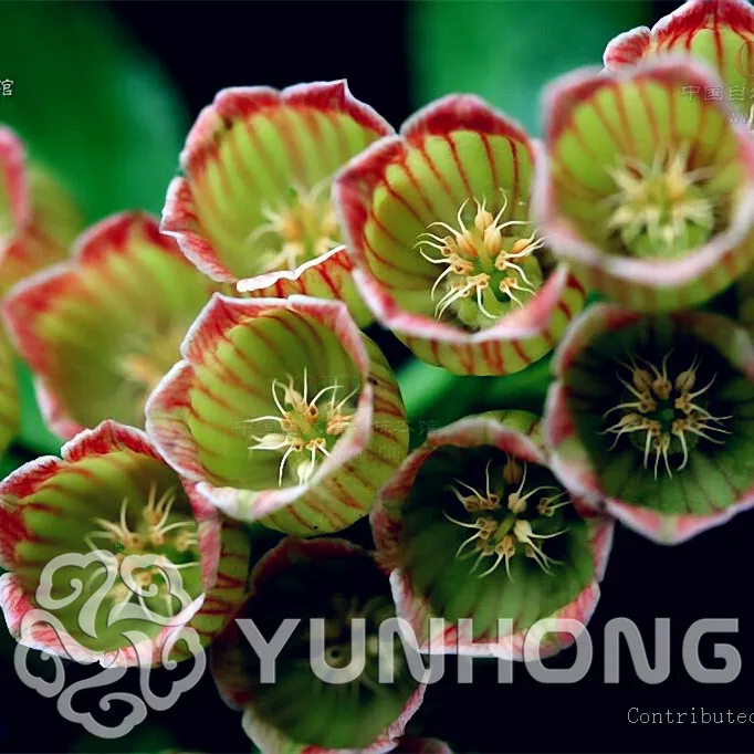 

100pcs Enkianthus Adorable Chinese Enkianthus Plant Flower Bonsai DIY Home Bonsia Garden Flower Pots Planters