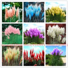 400pcs bag pampas garss pampas seeds pampas grass plant Ornamental Plant Flowers Cortaderia Selloana Grass Seeds