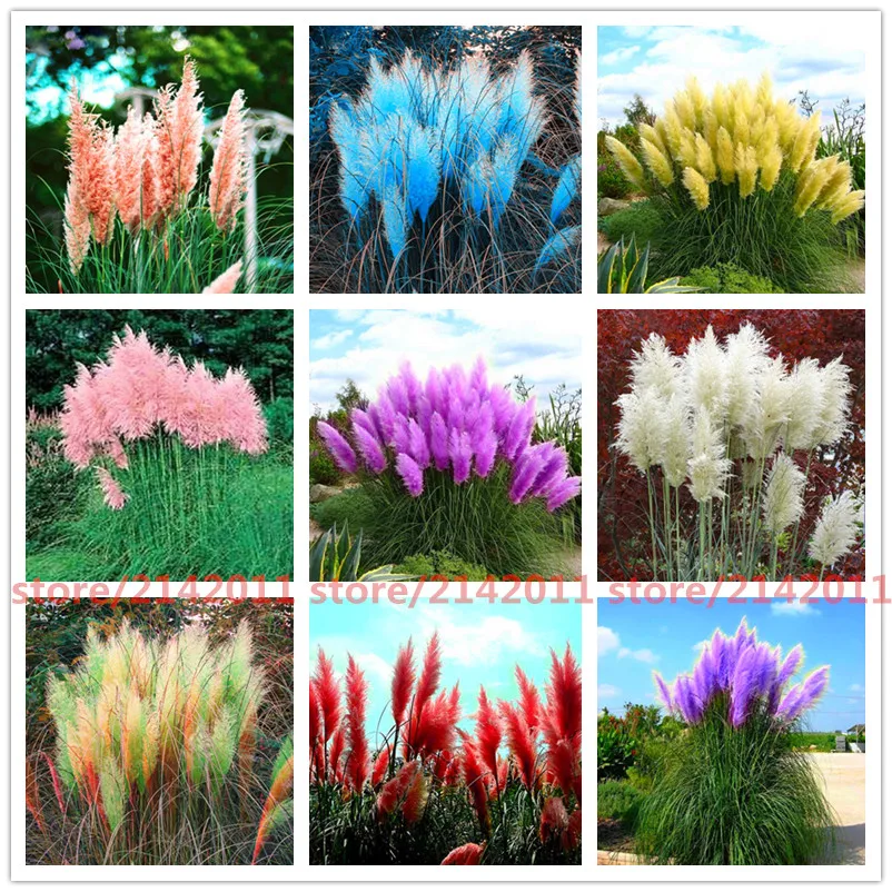 400pcs font b bag b font pampas garss pampas seeds pampas grass plant Ornamental Plant Flowers