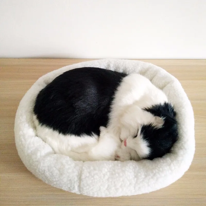 cat02