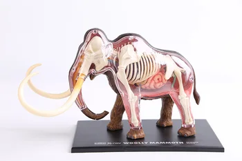 

Mammoth anatomical model Mammoth skeleton model Mammoth bones dimensional anatomical model science education model