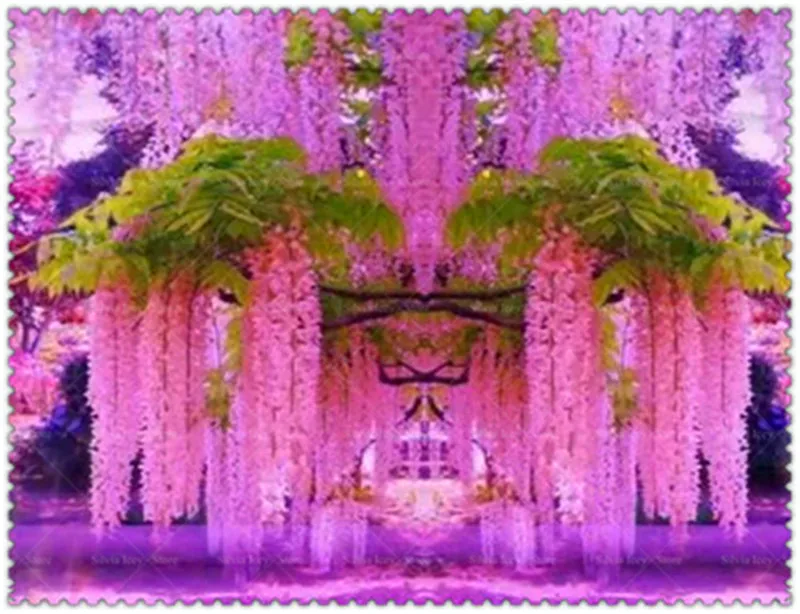 5 Pcs/Lot Wisteria Bonsai Plants Rare Wisteria Flower Bonsai Tree Perennial Indoor Ornamental Potted Planting for Home Garden 5 Pcs/Lot Wisteria Bonsai Plants Rare Wisteria Flower Bonsai Tree Perennial Indoor Ornamental Potted Planting for Home Garden