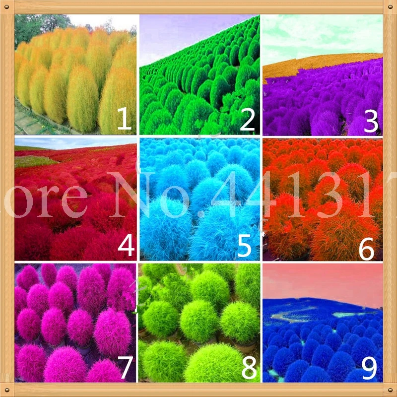 

500 pcs Kochia Grass Planta Perennial Grass Burning Bush Kochia Scoparia Easy to Grow Bonsai Garden Blooming Ornamental Planta