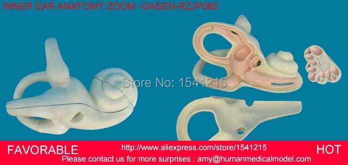 

HUMAN ANATOMICAL MAGNIFY LABYRINTH INNER EAR,INNER EAR LABYRINTH MODEL, EAR MEDICAL MODEL,INNER EAR ANATOMY ZOOM -GASEN-RZJP083