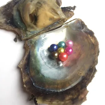 

Akoya Oyster With 7 AAA Grade Round Dyed Pearls Random Color Rainbow Pearls Seawater Oyster Mini Monster Birthday Gift Fun FP418