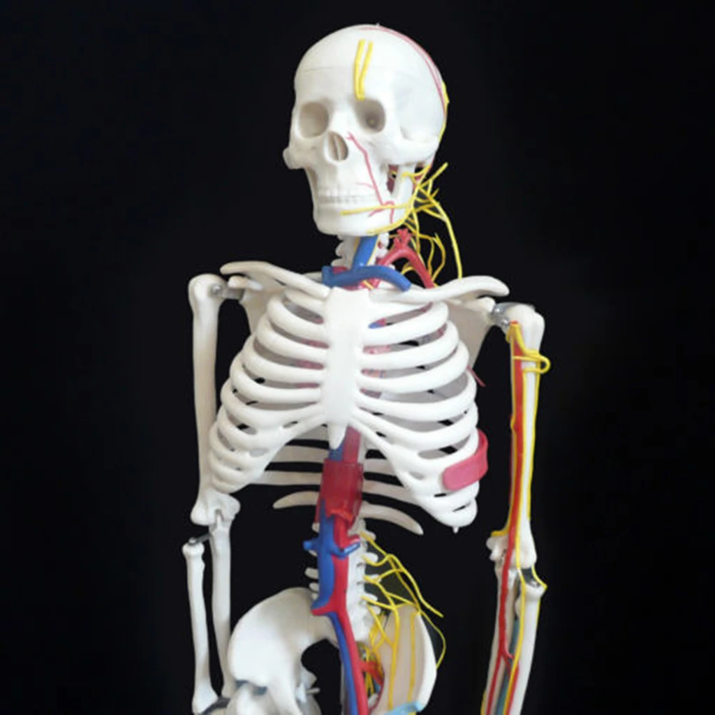 42cm Human Children Body Skeleton Model & 85cm Skeleton Bone Model with Heart Vessel School Anatomical Models Teaching Aids