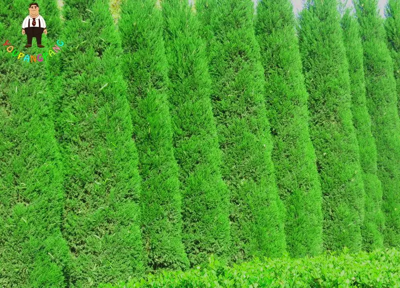 Hot Selling 50pcs Cypress Trees bonsai Perennial Courtyard Conifer Bonsai bonsai Natural Growth For DIY Home&Garden Planting Hot Selling 50pcs Cypress Trees bonsai Perennial Courtyard Conifer Bonsai bonsai Natural Growth For DIY Home&Garden Planting