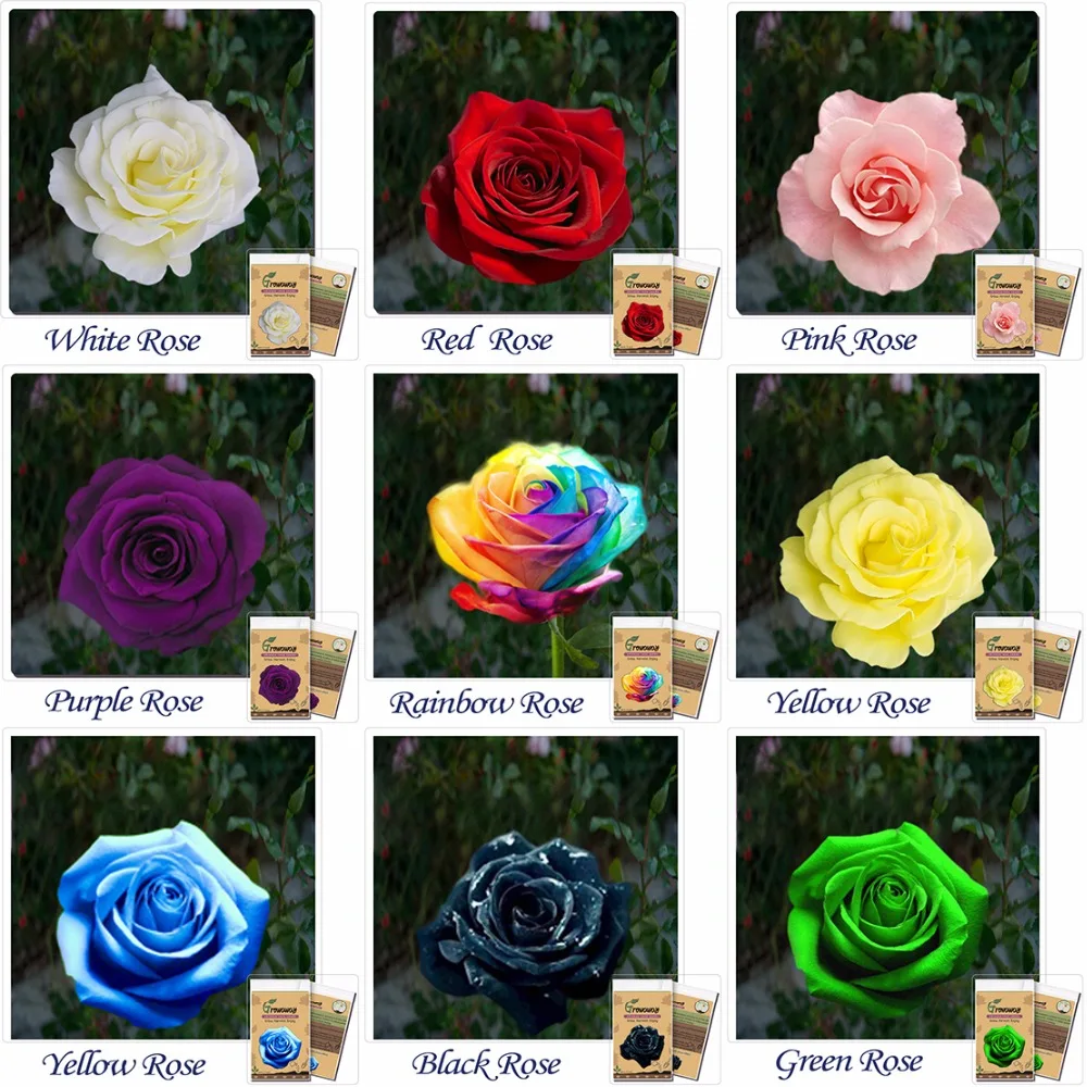 Graines De Fleurs 1800 Pcs Rose Graines Bonsaï Rose Noir