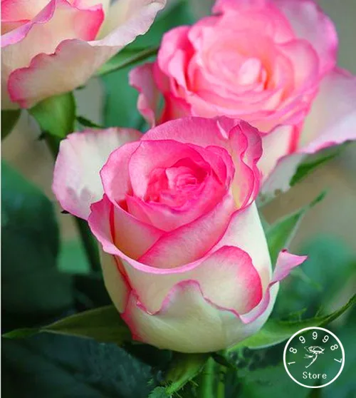 Большая промакция! Топ белого цвета с сердечками и розовыми полосками по бокам Роза бонсай 50 шт./пакет 24 Цвета доступны растения в горшках Роза редкий цветок сад, балкон,# OW
