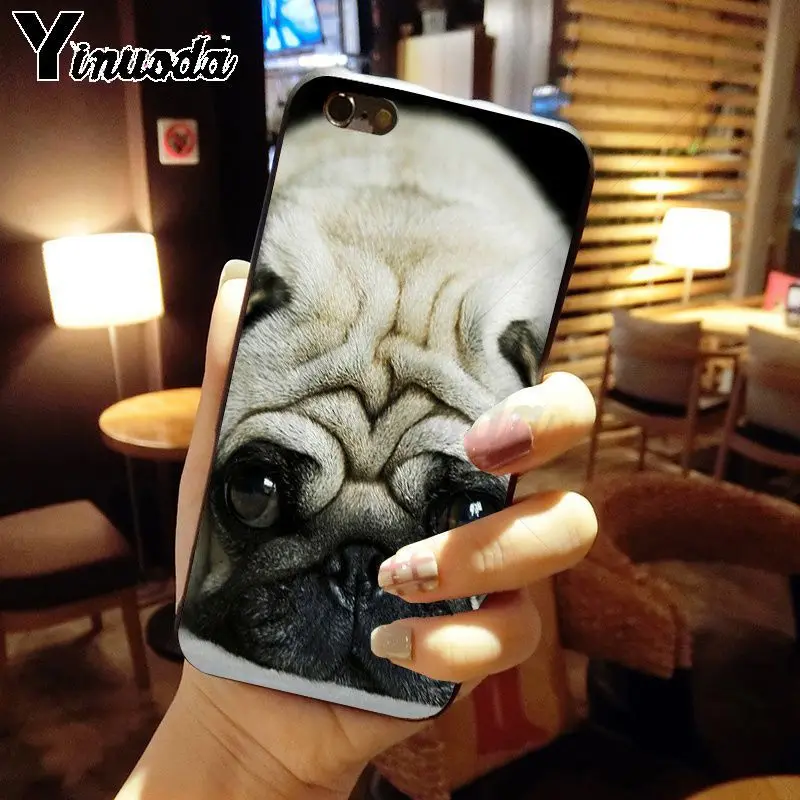 pug dog animal