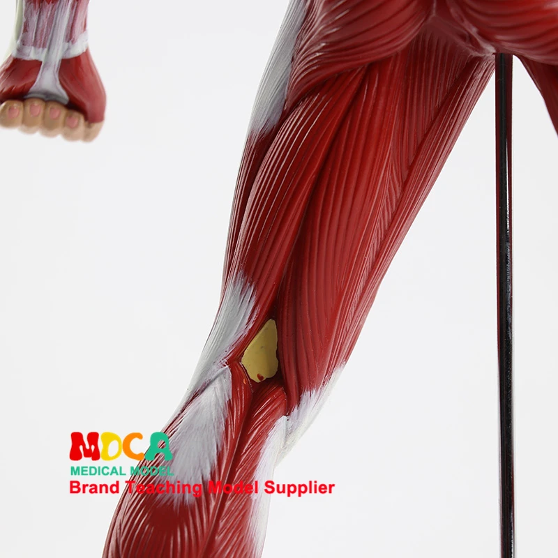 Искусство, Креатив эскиз мышцы человеческого тела человека модель спортивного презентации тела рисования медицинского обучения, MJRR001