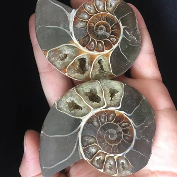 

2pcs a lots Natural fossilized Reiki Crystal Minerals Stone Ammonite fossils Specimen Healing feng shui Crystals