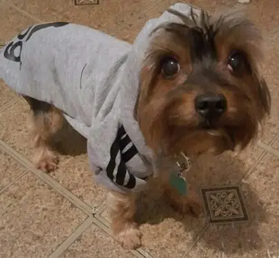 Новая модная одежда для собак, милый костюм для собак для йоркширских терьеров и чихуа-Хуа, куртка для маленьких щенков - Цвет: Серый