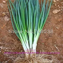 onion seeds four seasons small chives 200 seeds Vegetable seeds