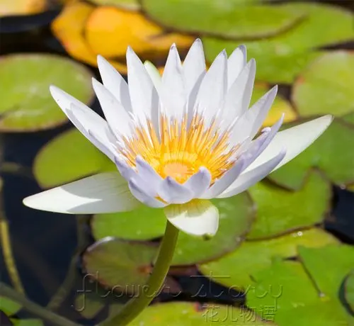 Livraison Gratuite 20 Graines De Boule De Neige Fleur De