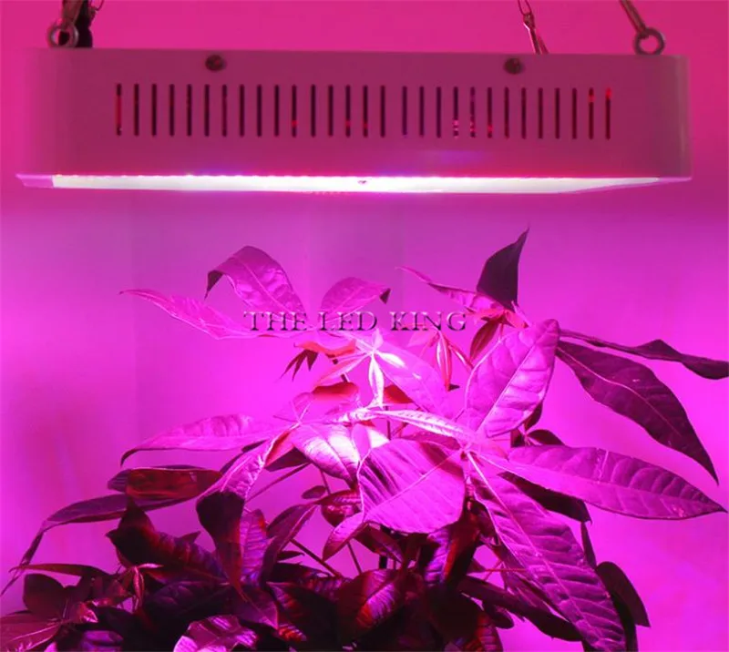 800W (13)