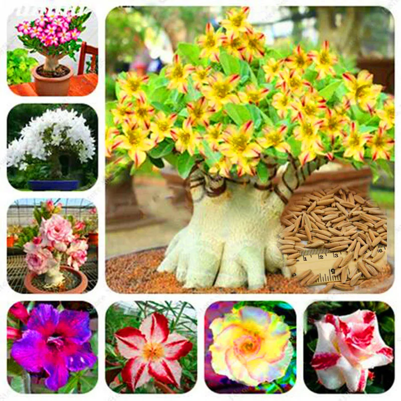 

2 Pcs Exotic Rare Colors Petals Desert Rose True Beautiful Bonsai Potted Flowers Balcony Adenium Obesum Plants For Home Garden