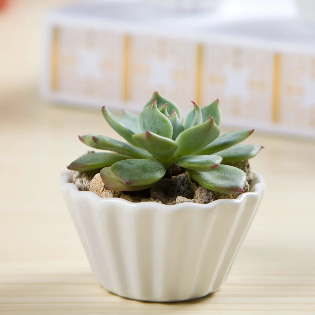 8.3cm*8.3cm*4.2cm Simple white ceramic creative succulents pots small