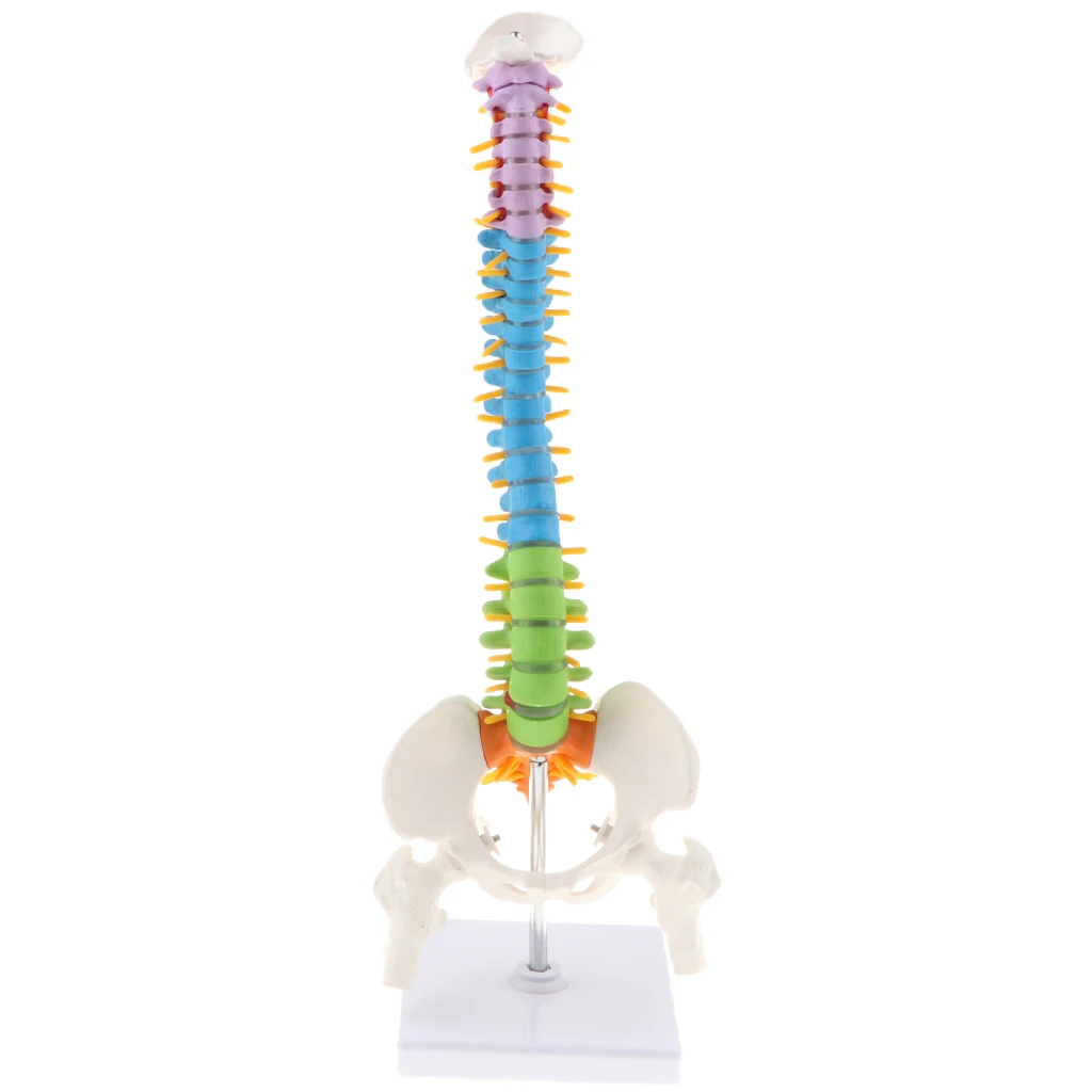 45cm Human Vertebral Column with Pelvis Flexible Model Medical Study Kits