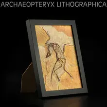 Археоптерикс ископаемые динозавра модели животных фоторамка древних биологического для взрослых и детей Коллекция игрушек на подарок Декор для дома