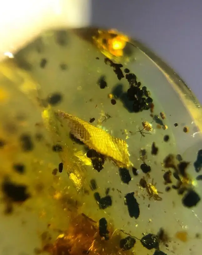 

Rare Reptile skin Untreated burmite Myanmar Amber insect 100 million years lynx stone from dinosaurs age Cretaceous