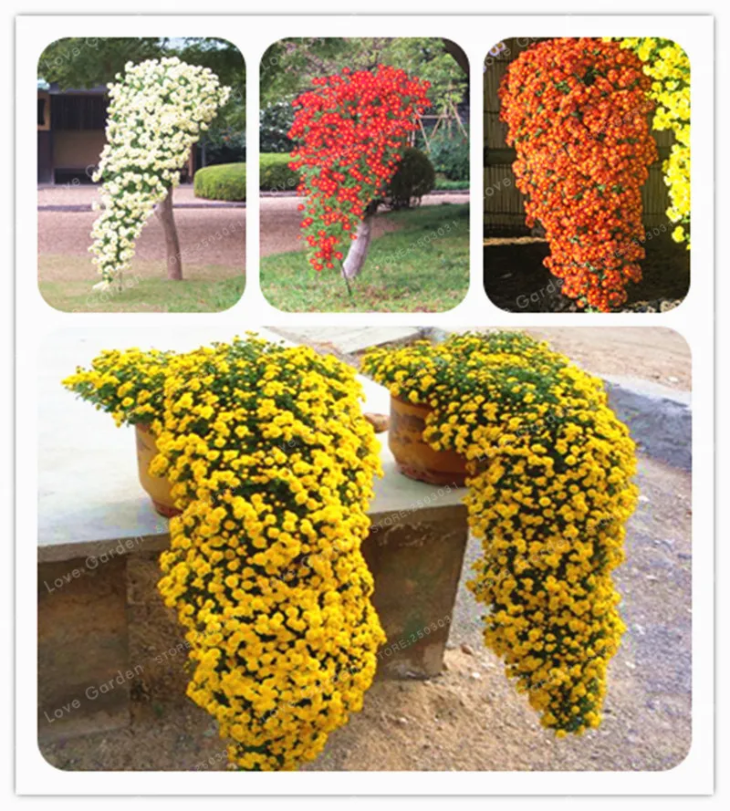 

100 Pcs Chrysanthemum Flower Bonsai Ornamental Bonsai Rare Cliff Chrysanthemum Flower DIY Home Garden Flower Plant