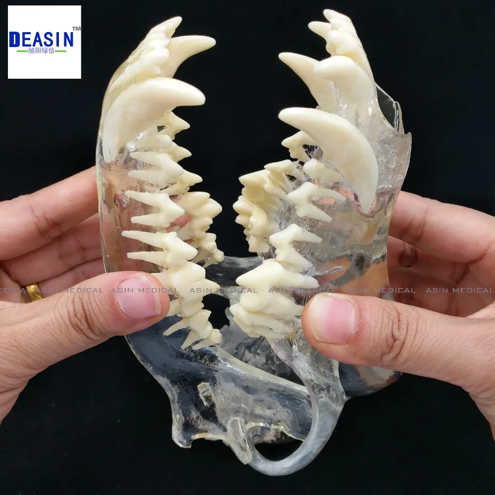 2017 Dog Dentition Model The dog teeth skull jaw bone transparent