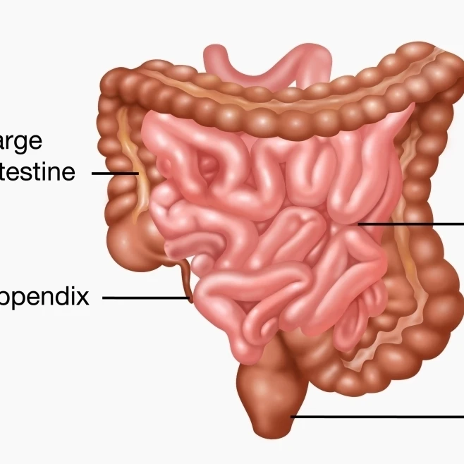 Human Lower Gastrointestinal Tract Poster Print by Gwen ShockeyScience Source (36 x 24)