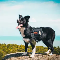 OneTigris услуги собака помощь жгут Совместимость жилет Тактическая Военная облегченная модульная система переноски снаряжения Обучение Жгут